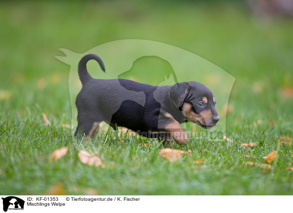 Mischlings Welpe / KF-01353