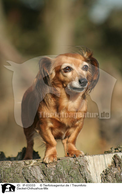 Dackel-Chihuahua-Mix / mongrel / IF-03333