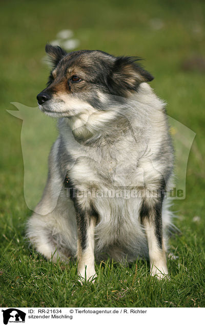 sitzender Mischling / sitting mongrel / RR-21634