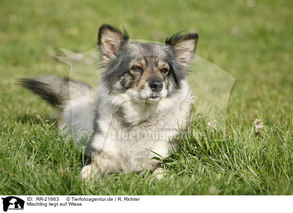 Mischling liegt auf Wiese / mongrel lying on meadow / RR-21663