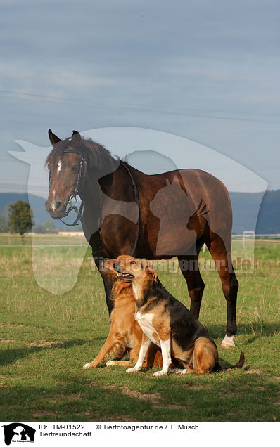 Tierfreundschaft / TM-01522