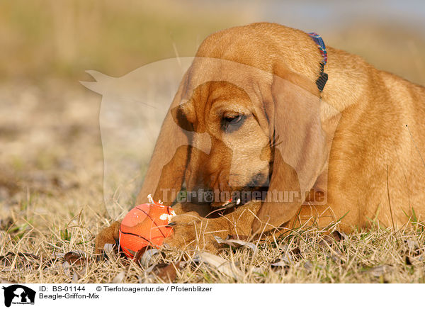 Beagle-Griffon-Mix / mongrel / BS-01144