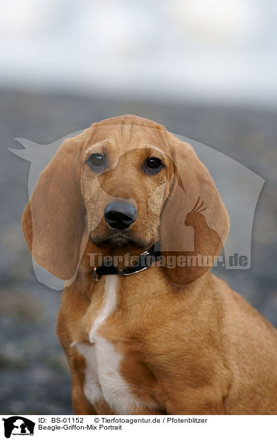 Beagle-Griffon-Mix Portrait / mongrel portrait / BS-01152