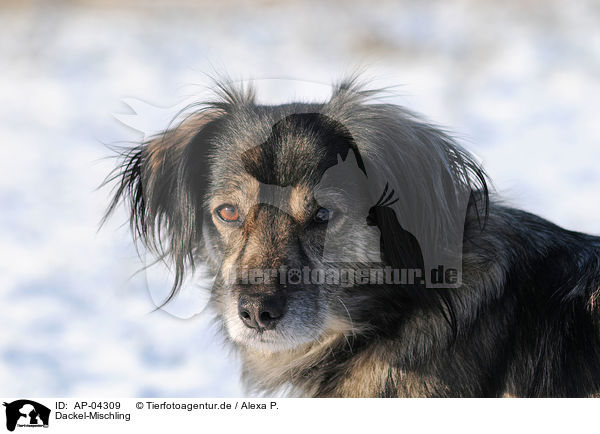 Dackel-Mischling / Dachshund Mongrel in the snow / AP-04309