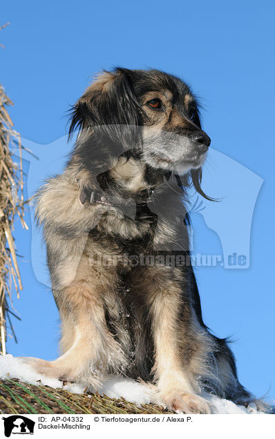 Dackel-Mischling / Dachshund Mongrel in the snow / AP-04332