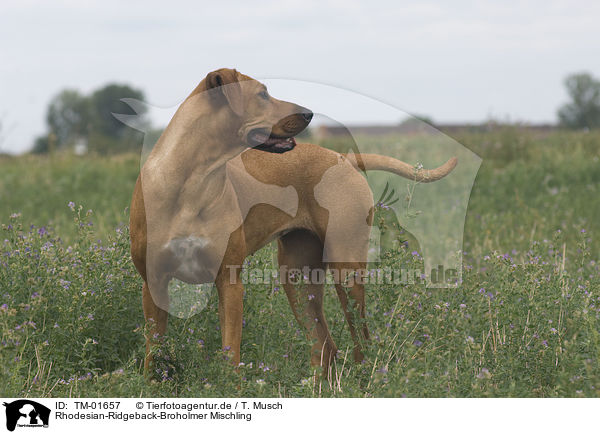 Rhodesian-Ridgeback-Broholmer Mischling / Rhodesian-Ridgeback-Broholmer mongrel / TM-01657