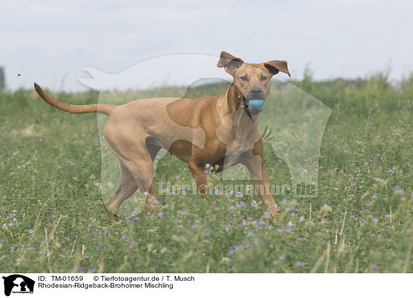 Rhodesian-Ridgeback-Broholmer Mischling / Rhodesian-Ridgeback-Broholmer mongrel / TM-01659