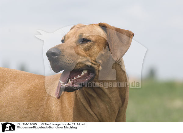 Rhodesian-Ridgeback-Broholmer Mischling / Rhodesian-Ridgeback-Broholmer mongrel / TM-01665