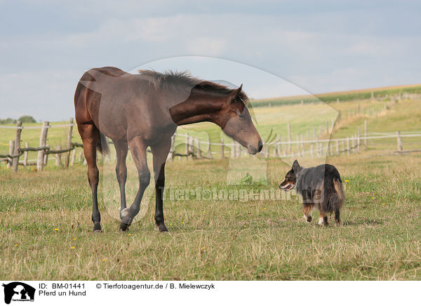 Pferd un Hund / BM-01441