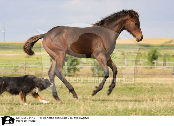 Pferd un Hund / BM-01442