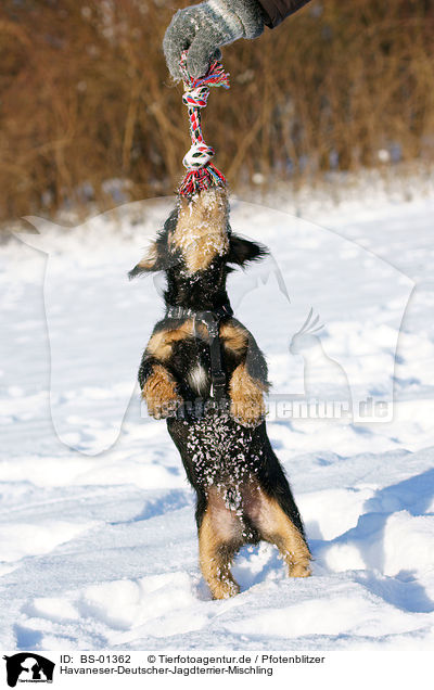 Havaneser-Deutscher-Jagdterrier-Mischling / mongrel / BS-01362