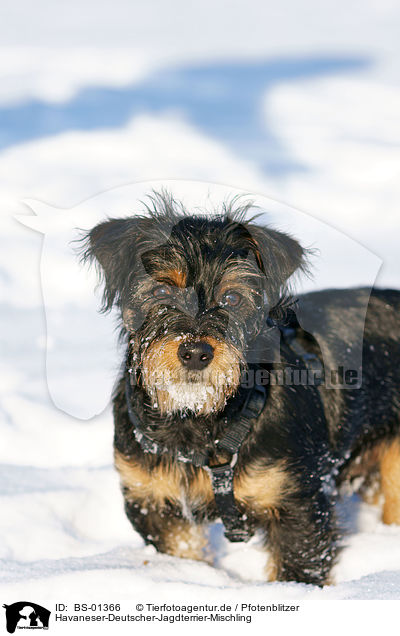 Havaneser-Deutscher-Jagdterrier-Mischling / mongrel / BS-01366