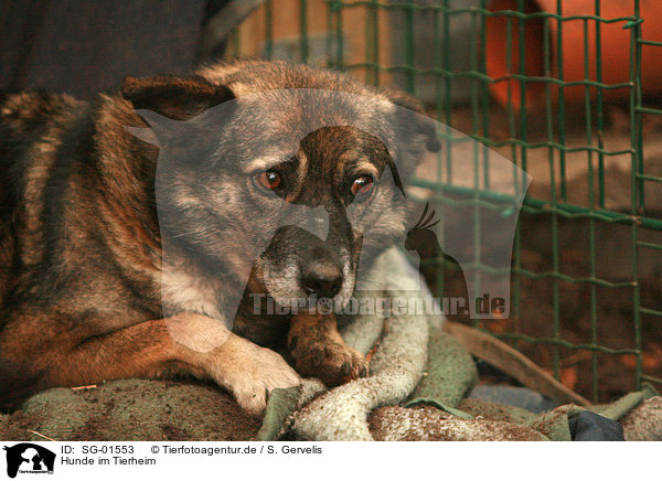 Hunde im Tierheim / dog pound / SG-01553
