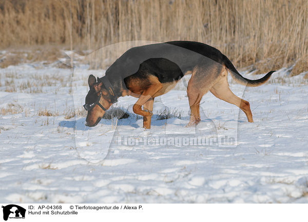Hund mit Schutzbrille / AP-04368