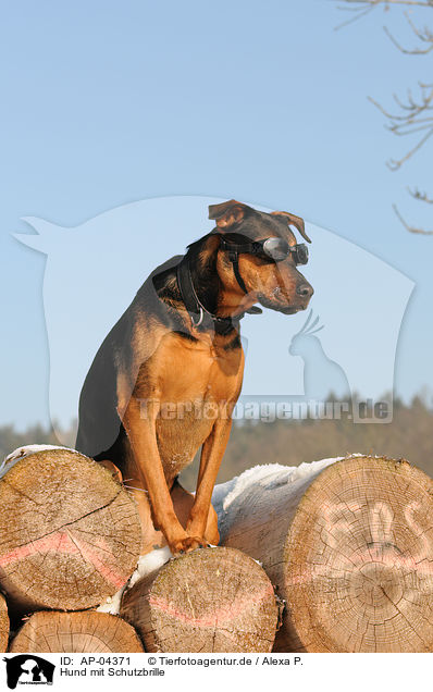 Hund mit Schutzbrille / AP-04371