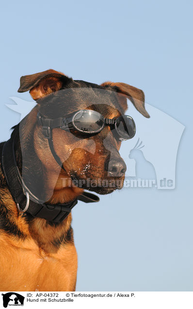 Hund mit Schutzbrille / AP-04372