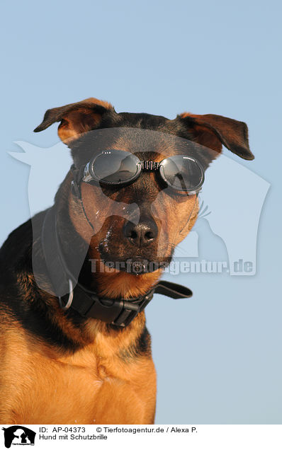 Hund mit Schutzbrille / AP-04373