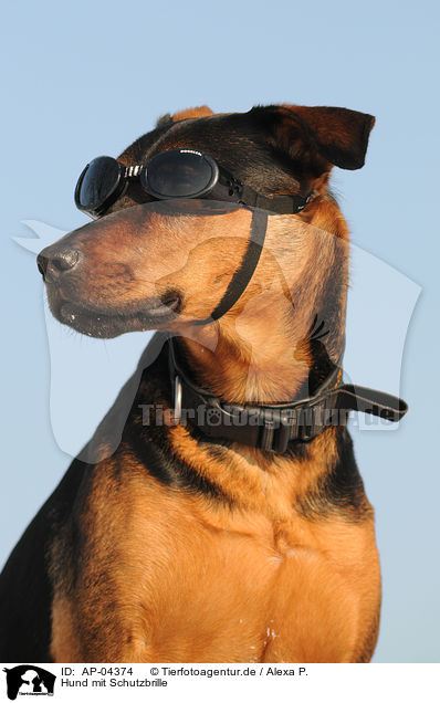 Hund mit Schutzbrille / AP-04374