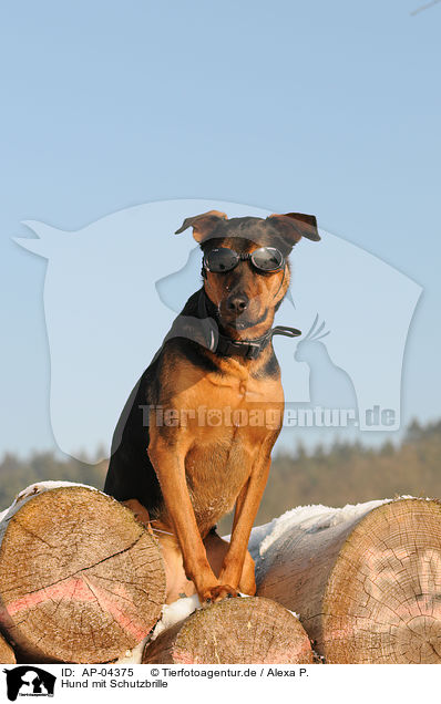 Hund mit Schutzbrille / AP-04375