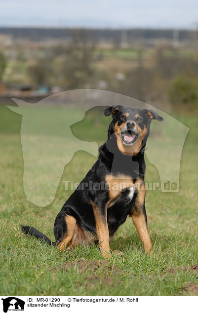 sitzender Mischling / sitting mongrel / MR-01290
