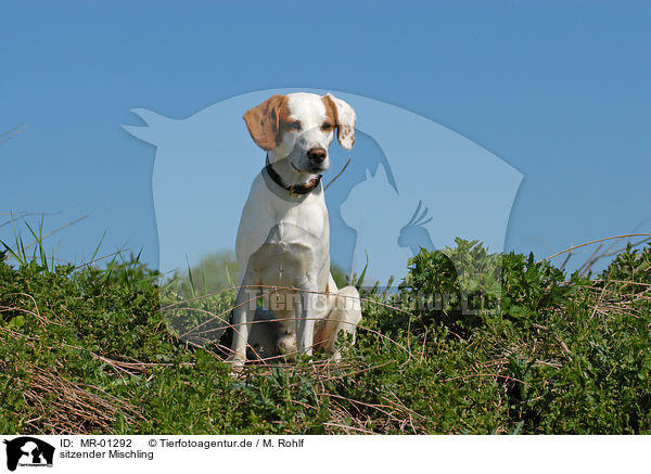 sitzender Mischling / sitting mongrel / MR-01292