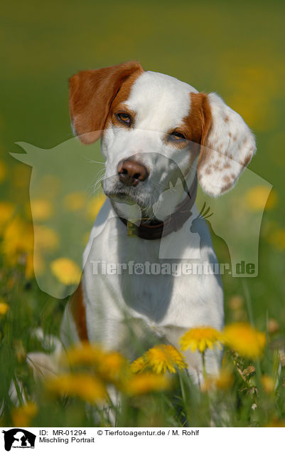 Mischling Portrait / mongrel portrait / MR-01294