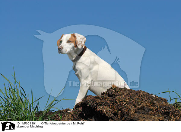 sitzender Mischling / sitting mongrel / MR-01301