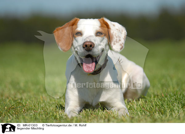 liegender Mischling / lying mongrel / MR-01303
