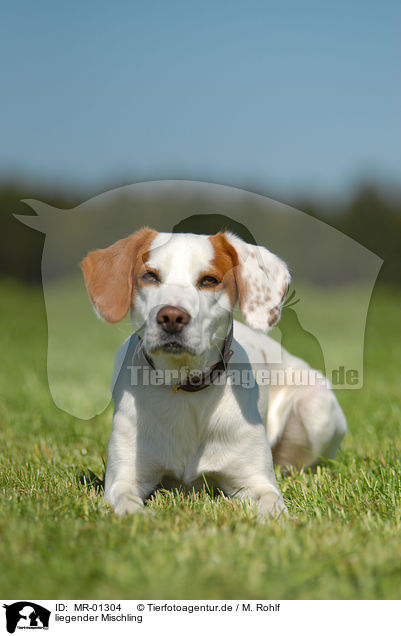 liegender Mischling / lying mongrel / MR-01304