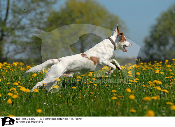 rennender Mischling / running mongrel / MR-01309