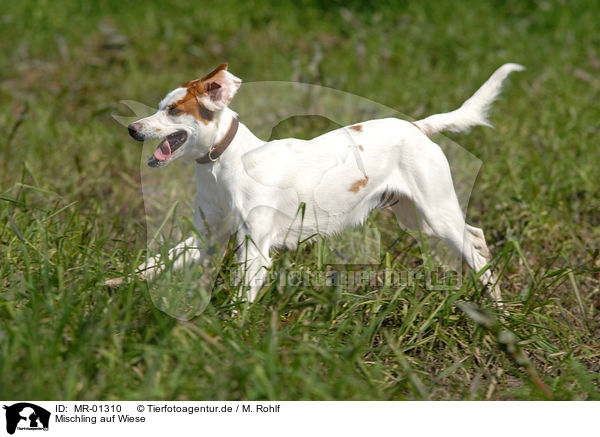 Mischling auf Wiese / dog on meadow / MR-01310
