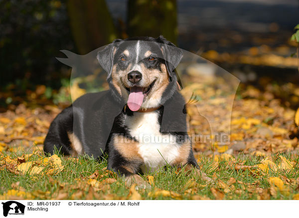 Mischling / mongrel / MR-01937