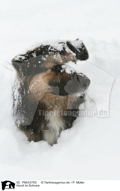 Hund im Schnee / PM-03755