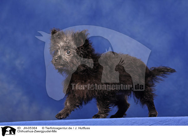 Chihuahua-Zwergpudel-Mix / chihuahua-poodle-mongrel / JH-05364
