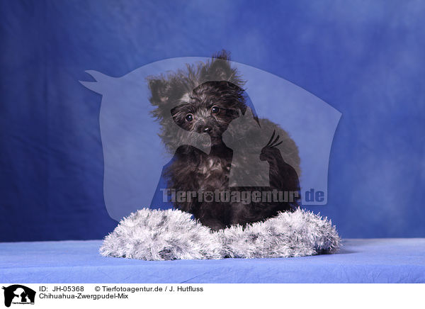 Chihuahua-Zwergpudel-Mix / chihuahua-poodle-mongrel / JH-05368