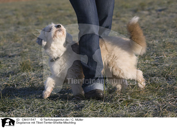 Dogdance mit Tibet-Terrier-Sheltie-Mischling / CM-01547