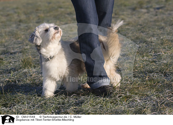 Dogdance mit Tibet-Terrier-Sheltie-Mischling / CM-01548