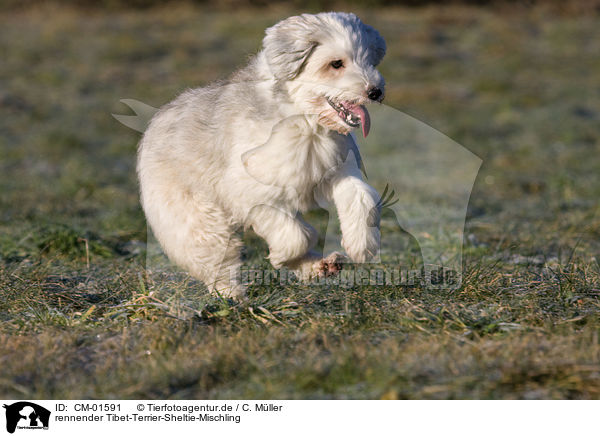 rennender Tibet-Terrier-Sheltie-Mischling / running mongrel / CM-01591