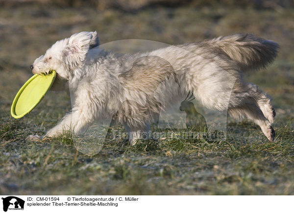 spielender Tibet-Terrier-Sheltie-Mischling / CM-01594
