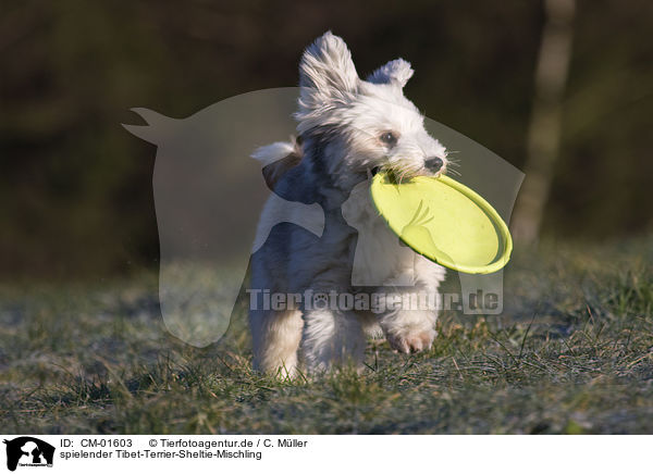 spielender Tibet-Terrier-Sheltie-Mischling / CM-01603