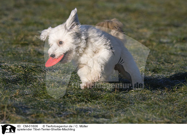 spielender Tibet-Terrier-Sheltie-Mischling / playing mongrel / CM-01606