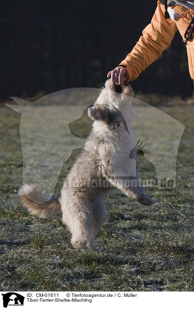 Tibet-Terrier-Sheltie-Mischling / CM-01611