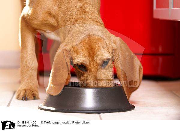 fressender Hund / eating dog / BS-01406