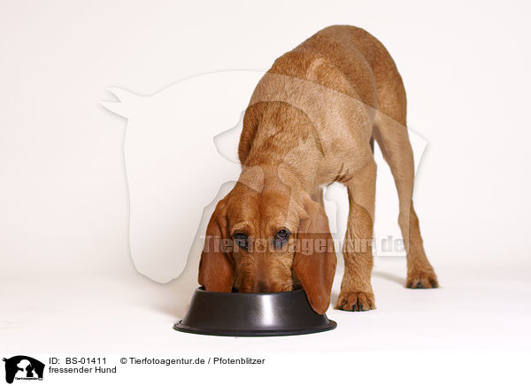 fressender Hund / eating dog / BS-01411