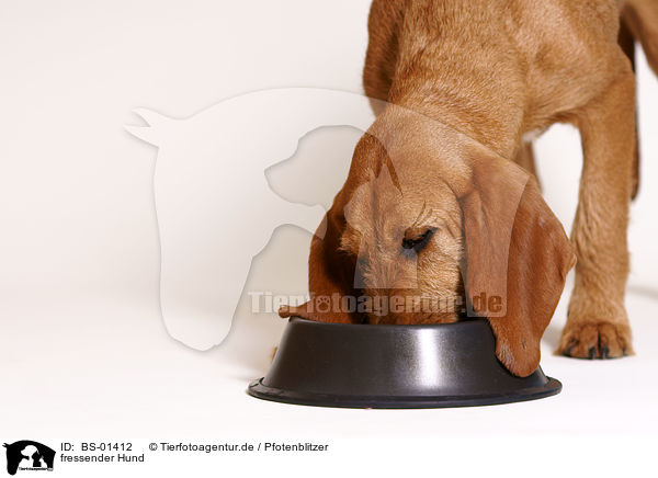fressender Hund / eating dog / BS-01412