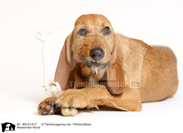 fressender Hund / eating dog / BS-01417