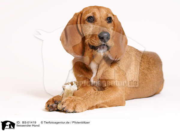 fressender Hund / eating dog / BS-01419
