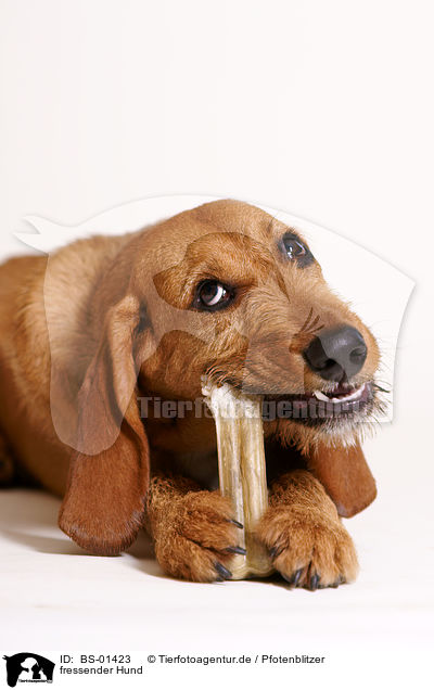 fressender Hund / eating dog / BS-01423