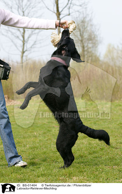 Labrador-Retriever-Mischling / BS-01464