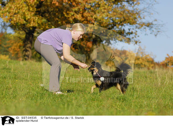 spielender Hund / SST-04535